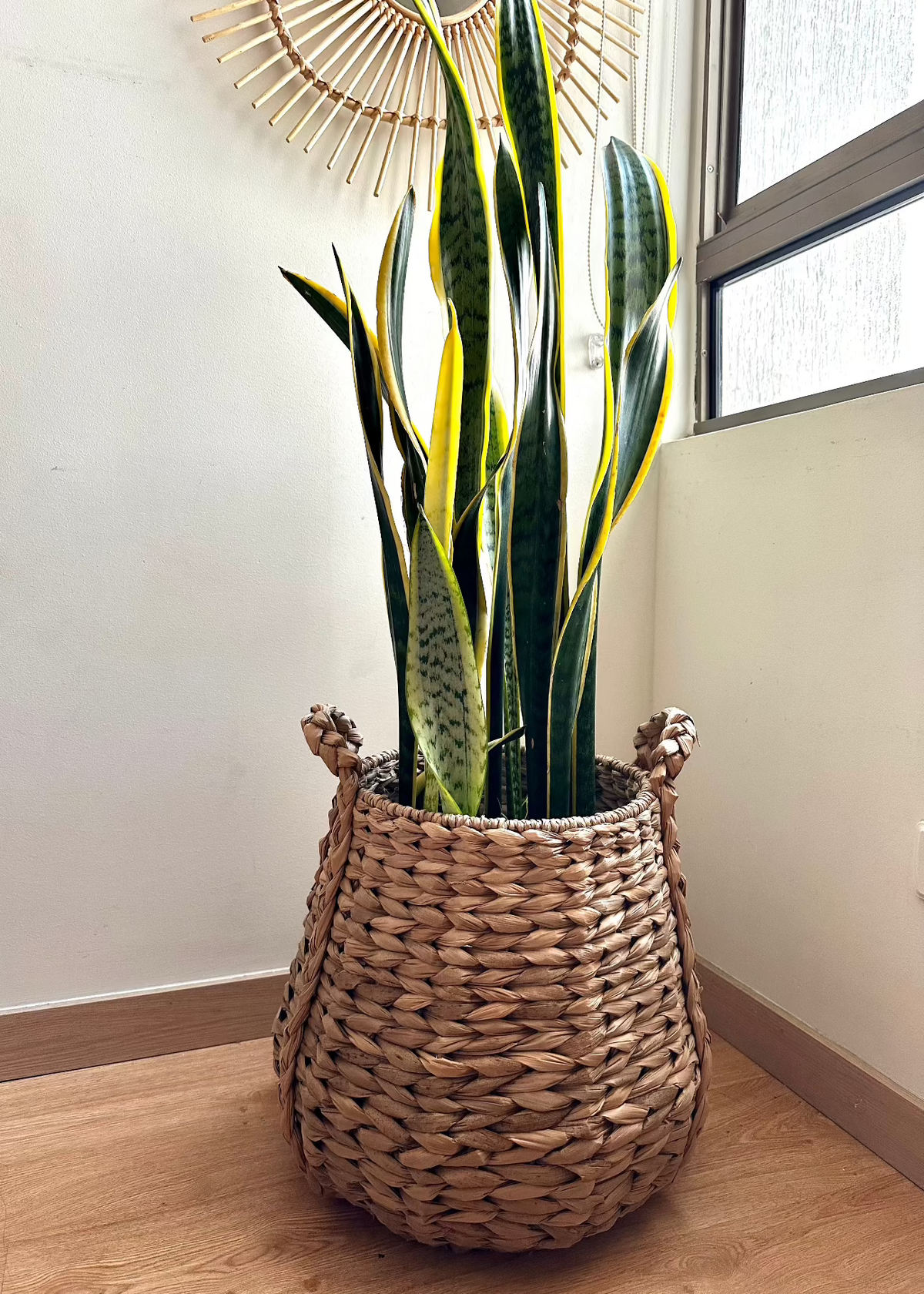 canasto plantas