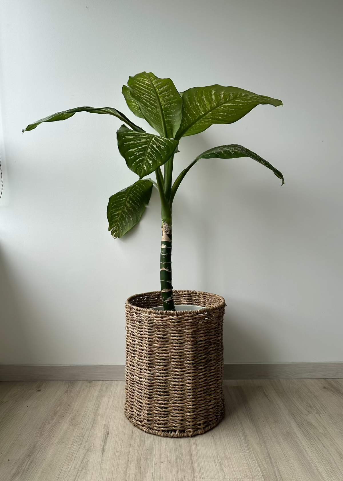 cesta 
